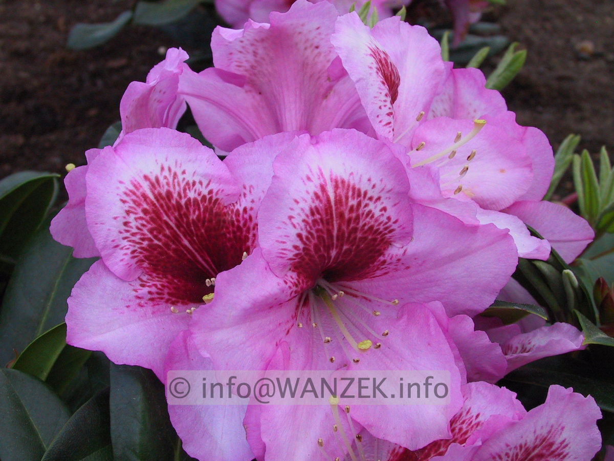 Rhododendron Diadem 01.JPG